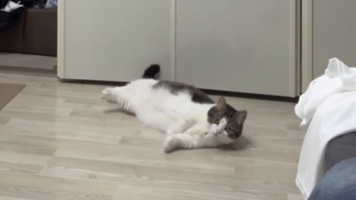 The kitten thought no one was home, but then…