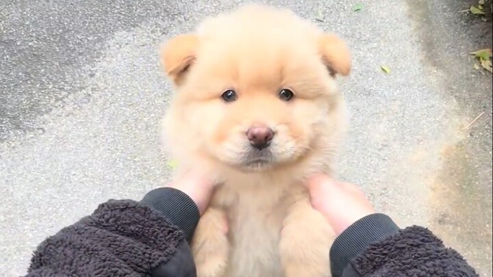 This little dog has such a great personality!