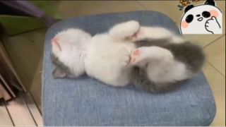 Cute cats