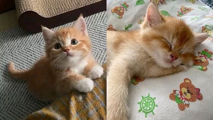 Little cat