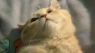Demystify all cats!!