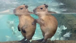 Capybara: It's OK to be alive, or... to be dead
