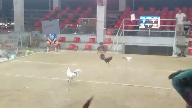 Pure Butcher | 2 Hits Ulutan sa Dagupan (Win) | Parang Nag Exercise Lang