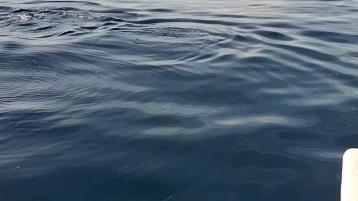 dolphin watching  🐬