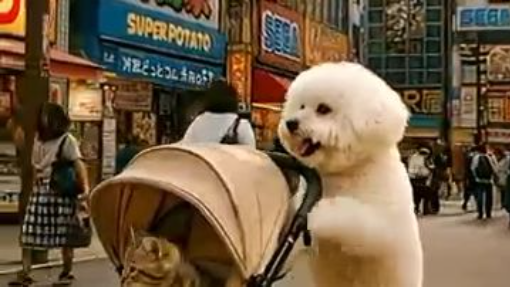 Bichon Pushing a Kitten in a Stroller in Akihabara?! 🤯 Cutest Street Scene Ever!