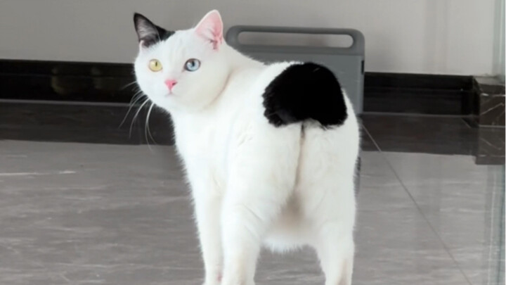 What on earth is this adorable kitten made of…?