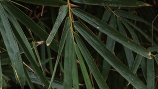 [Hana] The Chinese little panda girl shakes the planetary ring!! Renaissance