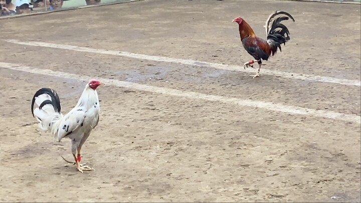 White Hackle Vs Sweater. 110k PARADA NAKASAHAN 2nd WINS 2HITS ULUTAN LUCENA VS LUSIANA #SABONG