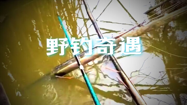 ไม่นึกเลยว่าร่องน้ำเน่าๆ แบบนี้ยังมีปลาให้จับได้