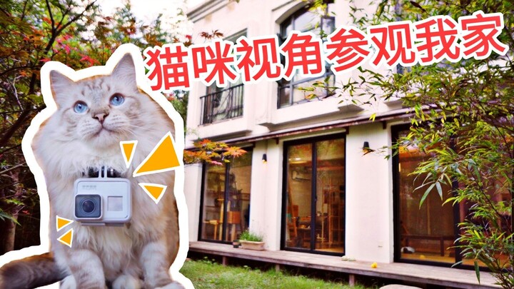 Tham quan biệt thự qua góc nhìn 30cm là trải nghiệm như thế nào? Mèo làm hướng dẫn viên đưa bạn dạo 