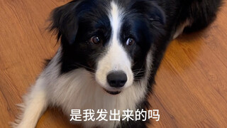 It almost made it forget it was a dog.