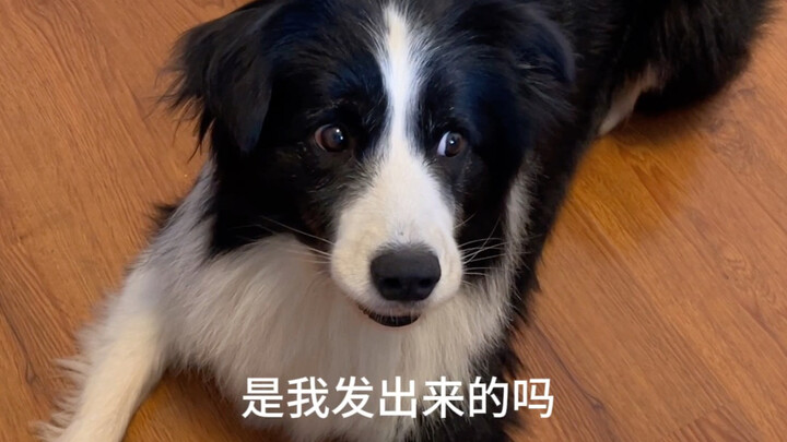 كاد أن يجعله ينسى أنه كلب