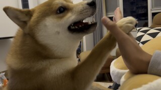 Khi bạn khoe chiếc gối ôm mới mua trước mặt cún con