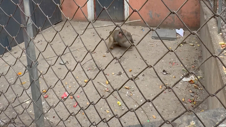 นึกออกแล้ว นึกออกหมดทุกอย่างเลย เมื่อครั้งอดีต ข้าซุนหงอคงผู้นี้ก็อาศัยกระบองทองเส้นนี้บุกขึ้นสวรรค์