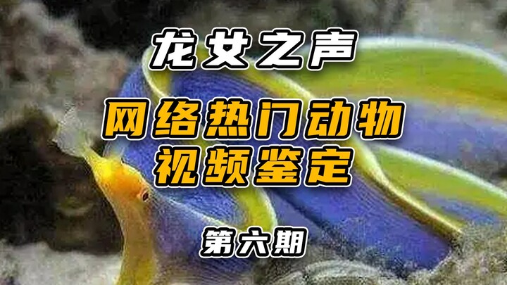 การระบุสัตว์ยอดนิยมบนอินเทอร์เน็ต (VI)