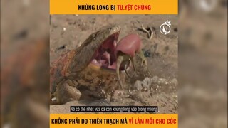 Khủng long tuyệt chủng là do làm mồi cho cóc | LT Review