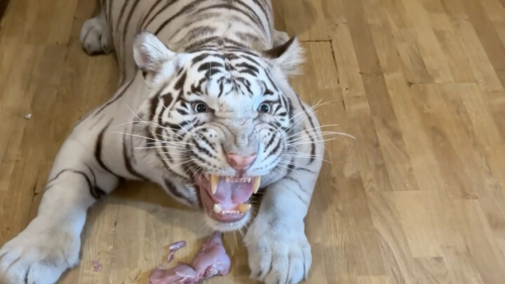 🦓: Only kids have to choose—I want it all.