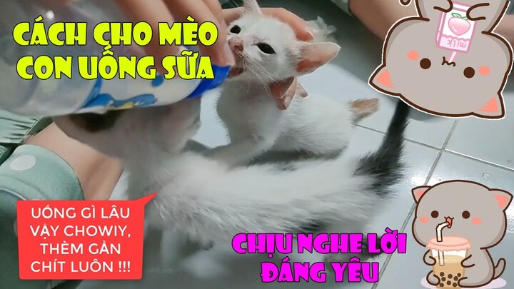 Cách Mèo Con Uống Sữa Vui Nhộn Đáng Yêu - Funny and Cute Cat| MI LU