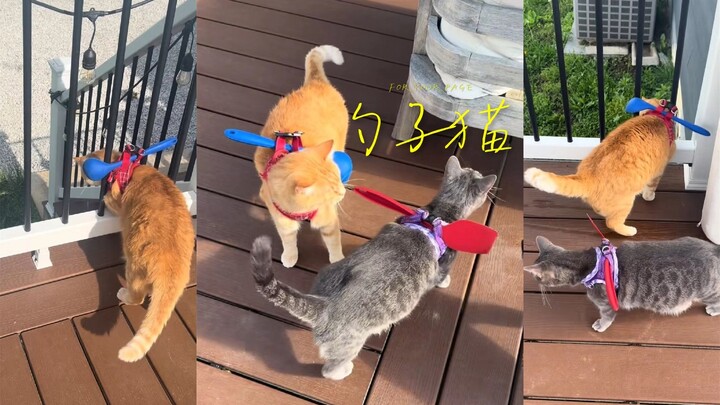 Kucing-kucing itu terus ingin kabur dari rumah, jadi aku mengikatkan sendok pada mereka 🥄