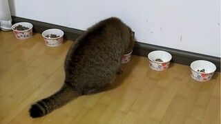 عدت إلى المنزل لقضاء عيد الربيع، ولم أعد إلا بعد مهرجان الفوانيس، لأكتشف أنني أصبحت أتناول الطعام وف