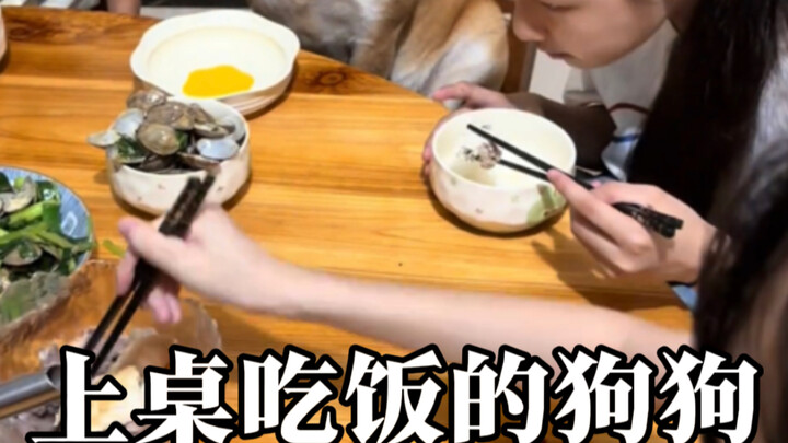 สุนัขที่ได้นั่งโต๊ะกินข้าว