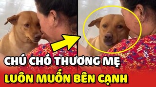 Chú chó THƯƠNG MẸ đến mức lúc nào cũng muốn đi theo 🥰 | Yêu Lu