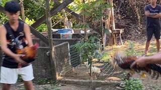 6months old bulik (first spar)