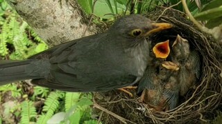 Bird Feeding Its Youngs