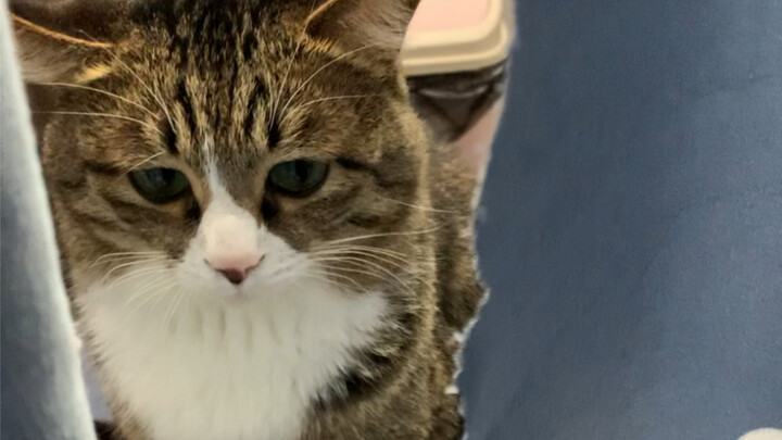 Little kitty doesn't have any bad intentions; it just wanted to get on the bed but was told no.