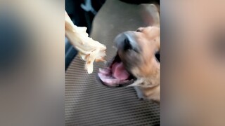 Ối zồi ôi...cunyeucuadua yeucho yeuchomeo cún cúncon chó chómèo chócon chókhôn yeuchomeo chócute pet dog dogsoftiktok doggo