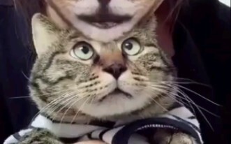 When the cat sees the owner in the special effects...