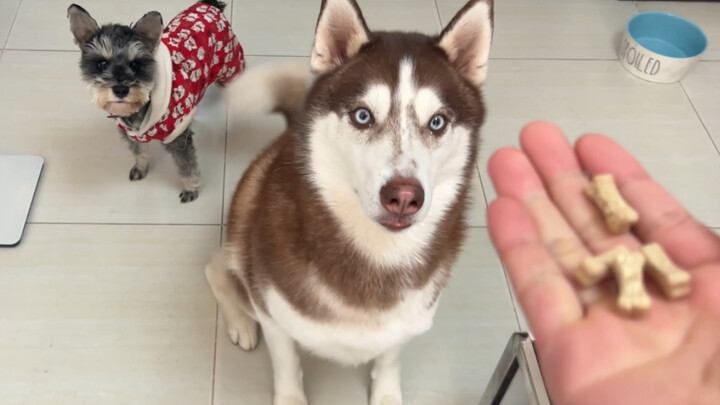 Husky: Makanan ini pasti enak, toh cuma obat… Kalau begitu nggak masalah!
