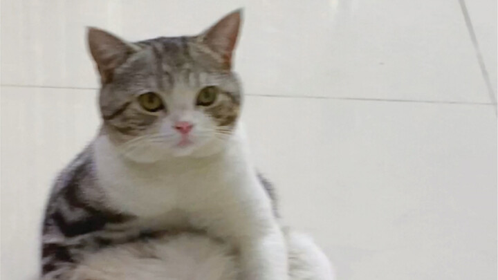Judges, take a look—how many points would you give this heavily tattooed guy for the cat‑catching co