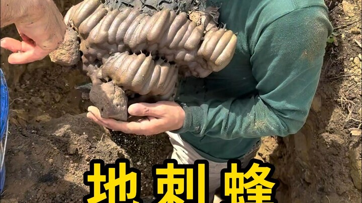 The trapdoor bee nests are underground, looking like little mallets!