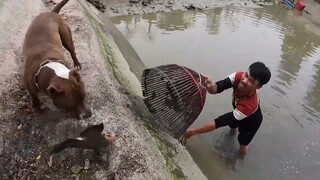 Bơm Ao Bắt Cá Lóc Nấu Canh Chua . Cách Bắt Cá Bằng Nơm Chuyền Thống Của Săn Bắt Ẩm Thực Vùng Cao