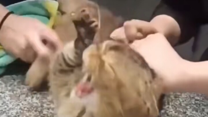 This cat is afraid of needles.