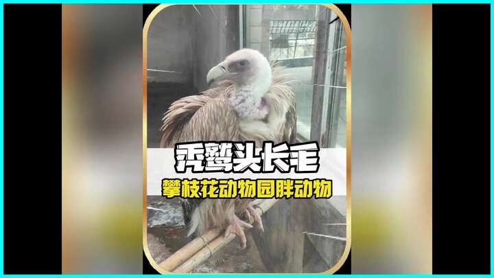 Even the vultures at Panzhihua Zoo are no longer bald #PanzhihuaZoo