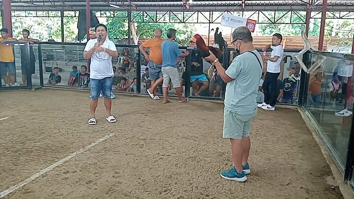 JROOSTER GF BL LEMON SWEATER 2WINS 1ST FIGHT WIN