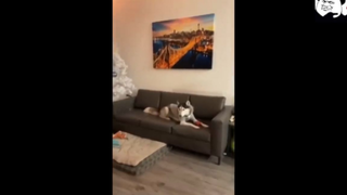 meme Chó ngáo