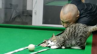 Kitten: Watch closely, I'll only demonstrate once.