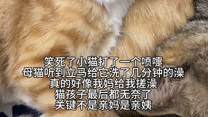 Mèo mướp: Ui ui ui, nhìn con bé này xem, nhìn con bé này bẩn quá đi, nào, dì liếm cho con một cái, l