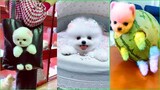 Funny and Cute Dog Pomeranian 😍🐶| Funny Puppy Videos #30