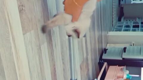 cute little miming😊