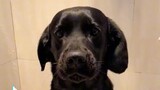 Labrador Retriever Black Pure Breed 🤩😍😭 I Miss my Baby Leo Labrador Retriever Black ❤️‍🔥🙏🏻❤️