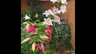 The lilies are in BLOOM! WOW!