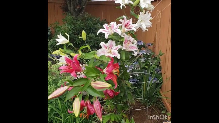 The lilies are in BLOOM! WOW!