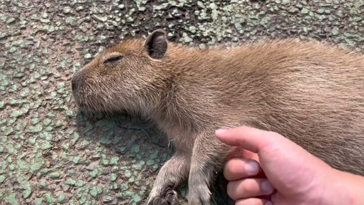 Putting in this much effort just to check whether this guinea pig is dead or alive (・ ・)