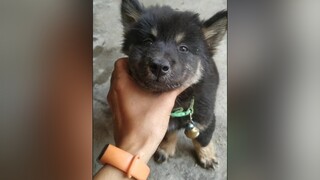 Thương Bí thì tim e đi ạ yeucho yeuchomeo cún cúncon chó chómèo chócon chó_cưng chókhôn yeuchomeo cưng chócute pet dog dogsoftiktok