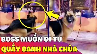 Chán cảnh trông nhà, chú Chó 'VÀO CHÙA ĐI TU' nhưng trụ trì không cho vì tâm 'KHÔNG TỊNH' 😂 Gâu Đần