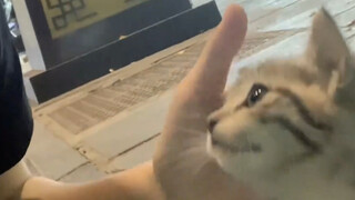 โห่ น้องแมว! เก่งจังเลย!